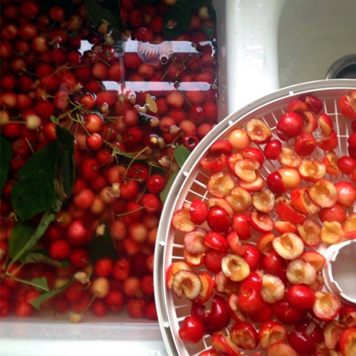 Pitting Cherries
